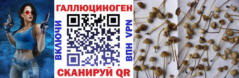 кракен как зайти  Кудымкар  Галлюциногенные грибы Cubensis 